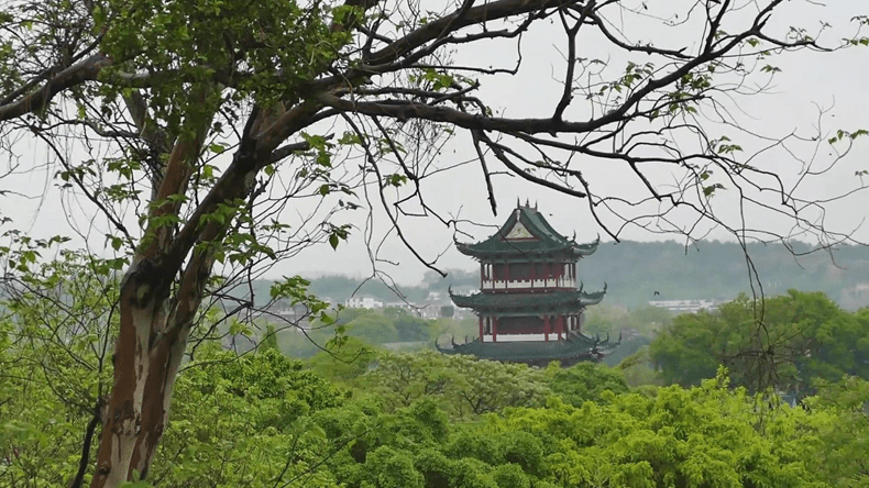 赣州梅花公园图片