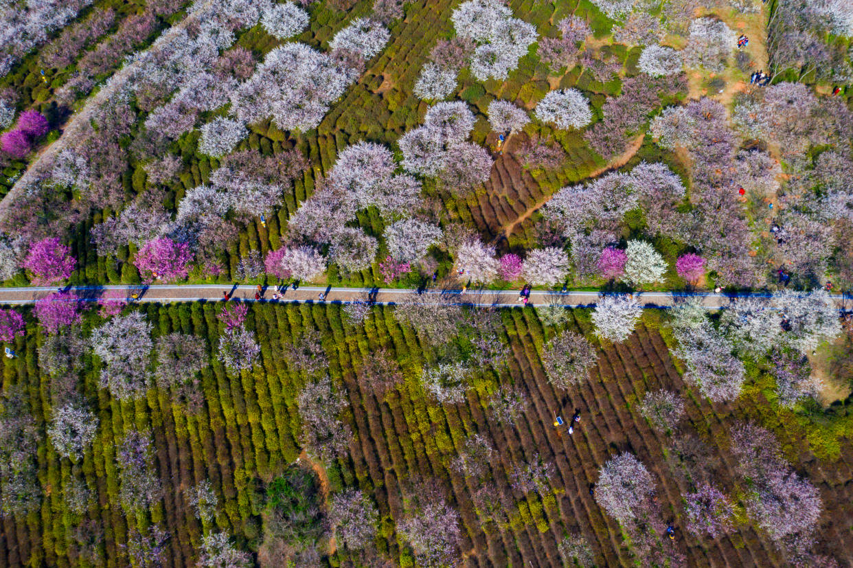 风景区|南京赏梅，这3个地方一定不要错过，你都去过了吗？