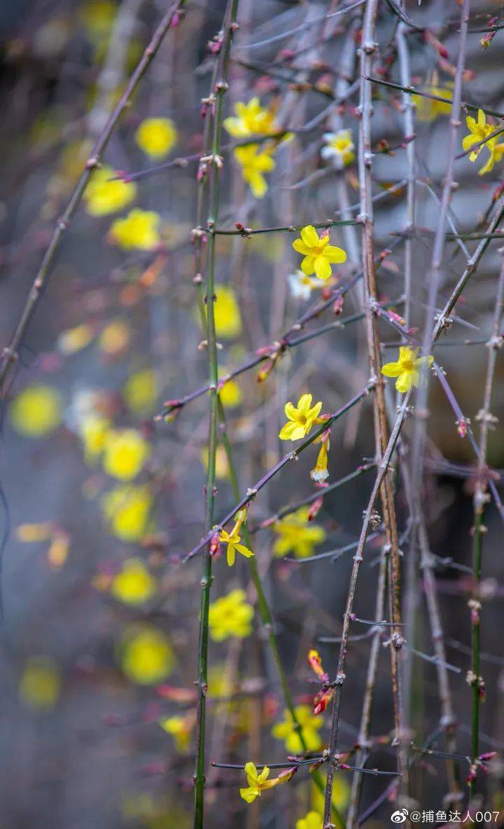 五龙潭|赏春第一步！初春的这枝“头牌”小花，你看到了吗？