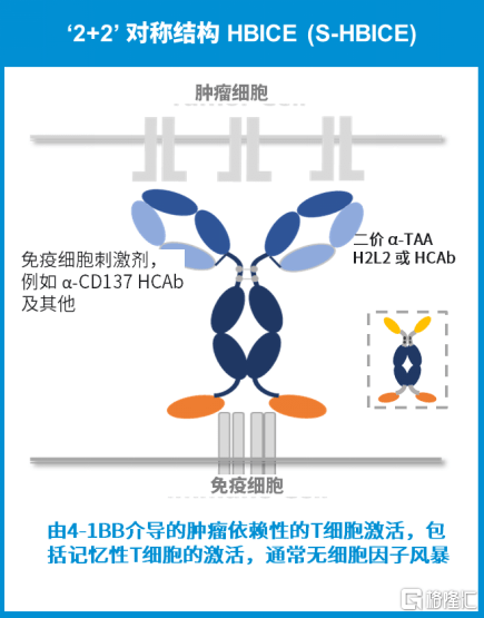 肿瘤|和铂医药-B (02142.HK)引领肿瘤免疫，澳洲IRB批准HBM7008临床申请