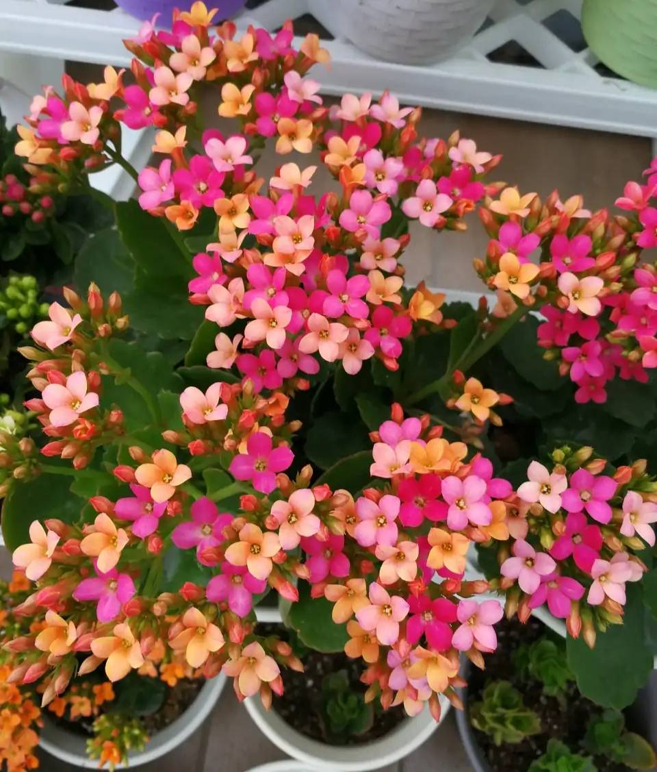 今年最火的长寿花品种金狐狸et外星人罗比橙共22个品种个个都很美