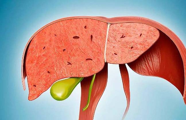 症状|肝纤维化是肝硬化的开始阶段，小三阳发展到肝纤维化会有哪些症状