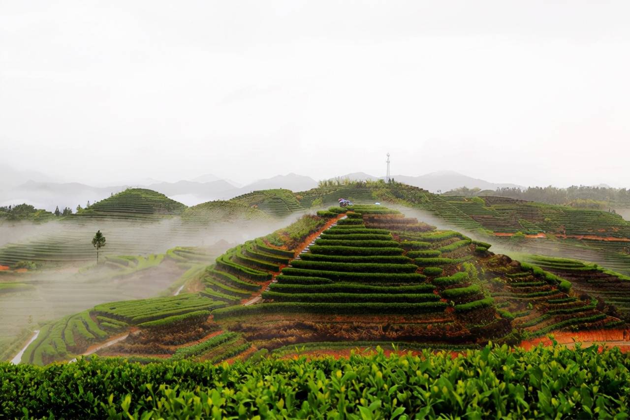 茶叶|东家APP：陶渊明笔下的世外桃源，我在福建政和看到了