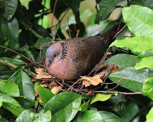 原創國內野生斑鳩隨處可見為何很少見其巢穴鳩佔鵲巢的原來不是它