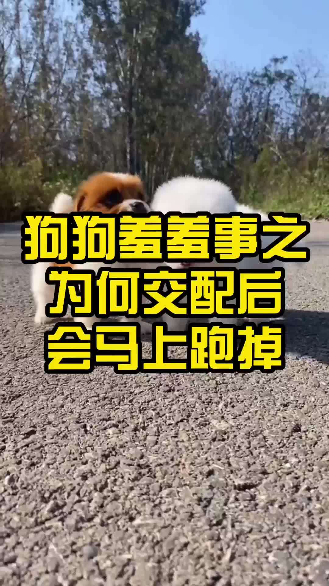 狗狗羞羞事之为何交配后会马上跑掉