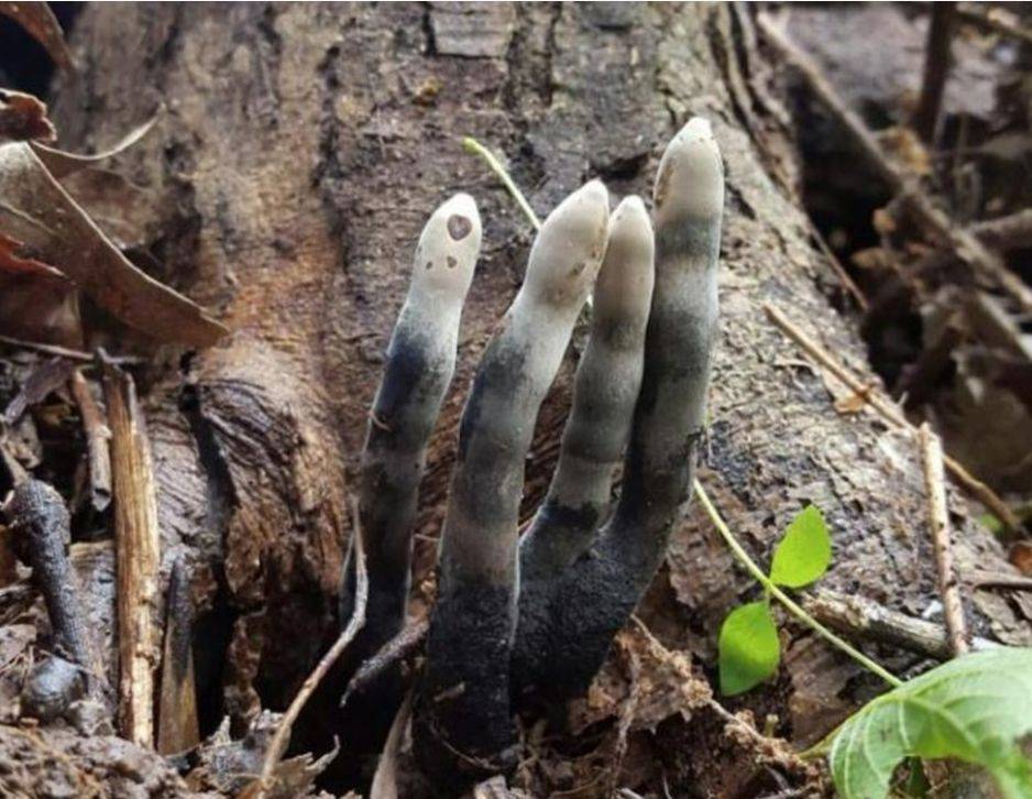 原因我们也解释过,黑柄炭角菌的药用价值极高,其菌核可以用来制作名贵