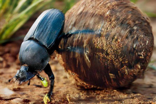 我们低估了屎壳郎,没有它草原或成炼狱,澳大利亚早已大量抢购_粪便