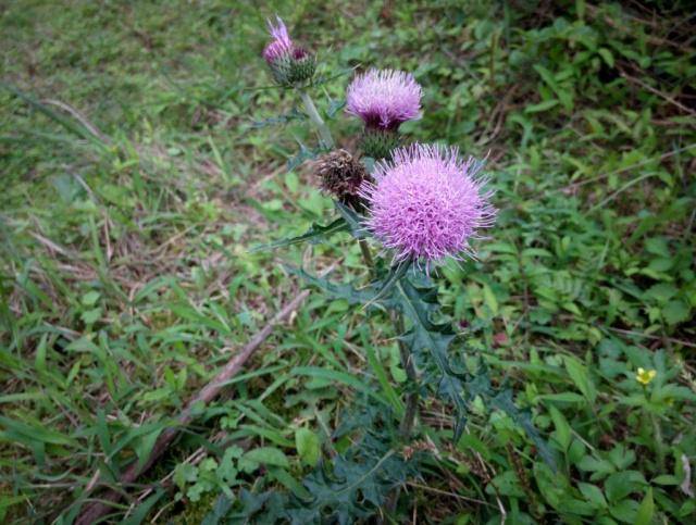 其二:繁殖能力太强,鸡脚刺野生的由于年年使用除草剂,确实目前比较