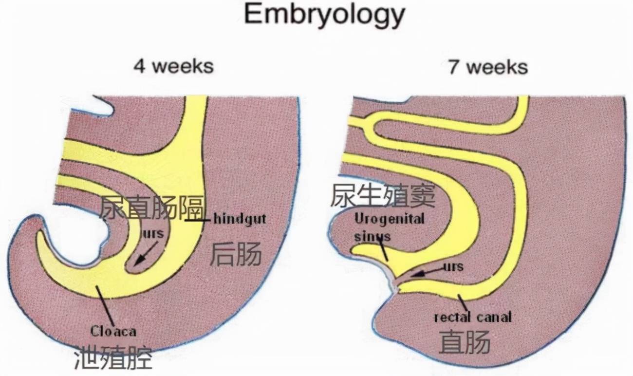 鸵鸟泄殖腔图片