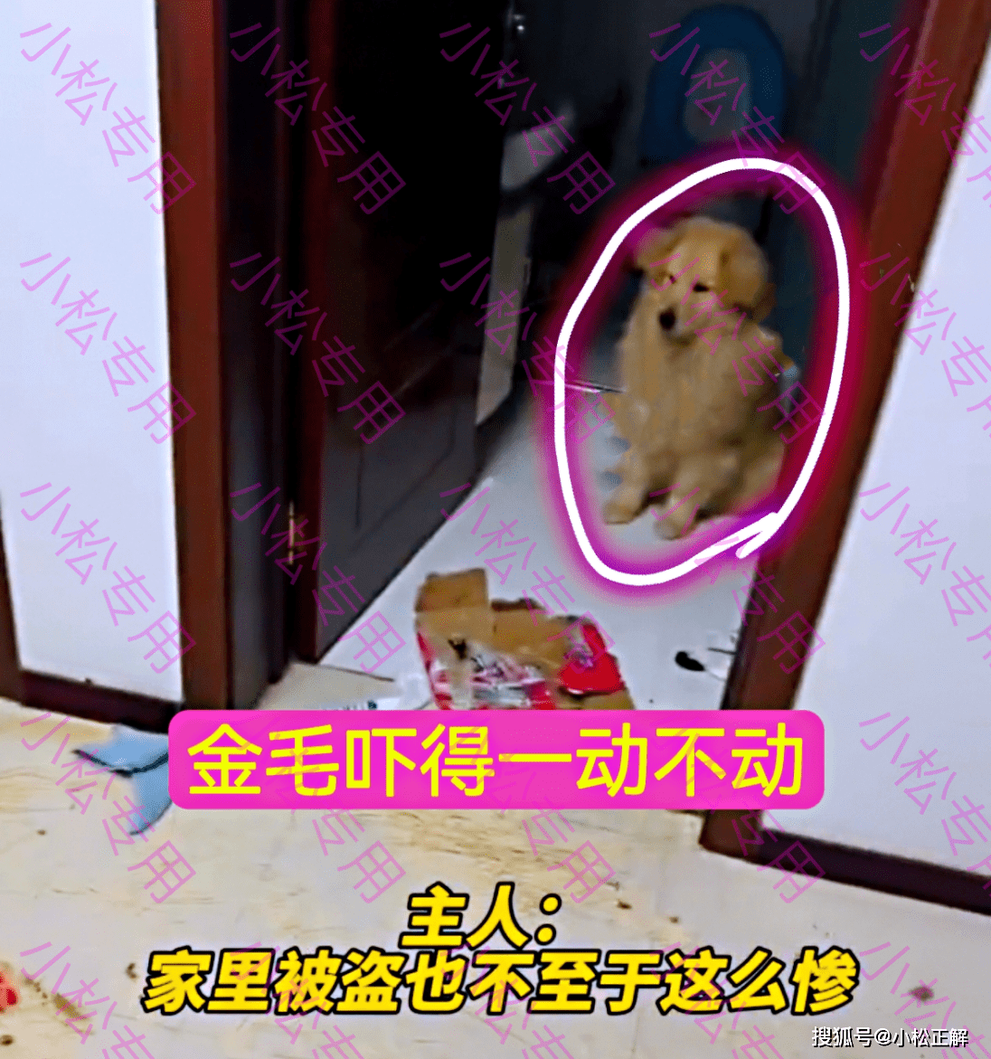 初衷开门一看心态崩了？男子出门忘锁狗笼，二哈伙同金毛把家拆了个遍