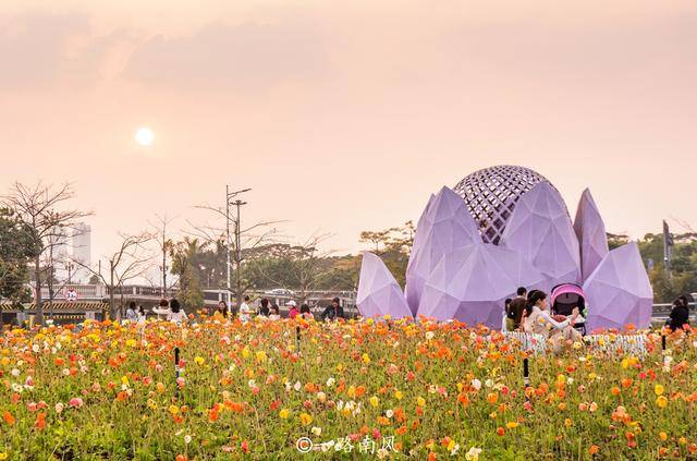 鲜花|广州二沙岛花开成海，这里没有围墙且免费开放，你去打卡了吗