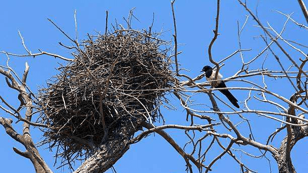 巢穴_喜鹊_鸟窝