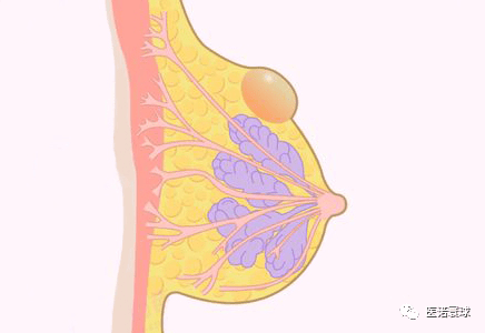 乳房包块正常图片