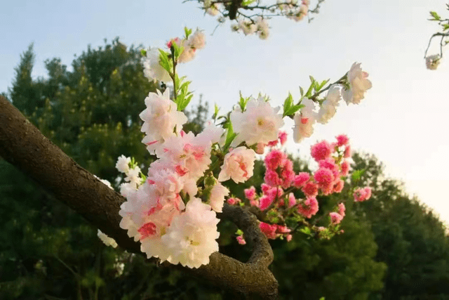 时代|壬寅雷锋日巧遇惊蛰诗海拾贝‖野草诗社第八院