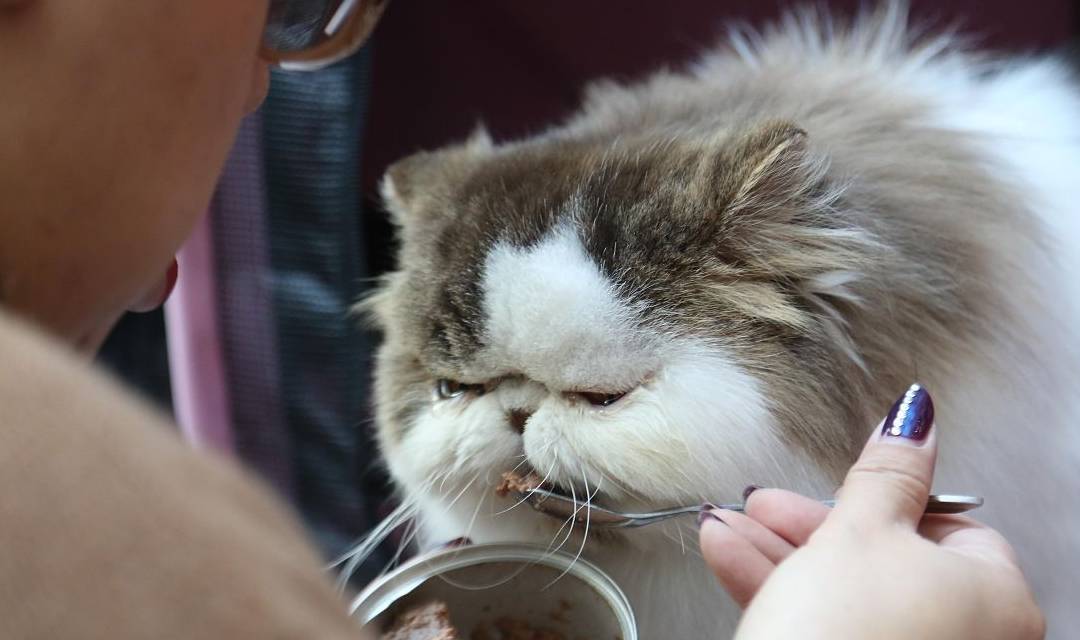 玩具|敏感的猫咪一但放下警惕，就会时刻默默陪伴身边，猫喜欢人的表现