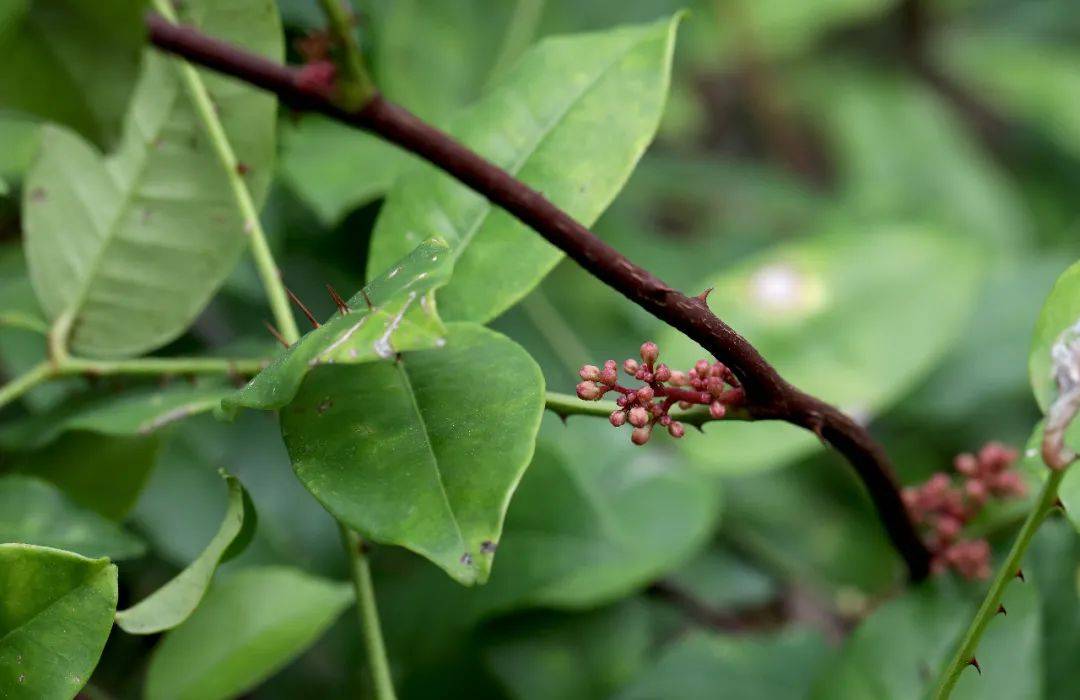 的使用历史的,在李时珍的《本草纲目》中就有写道:"蔓椒野生于林箫间