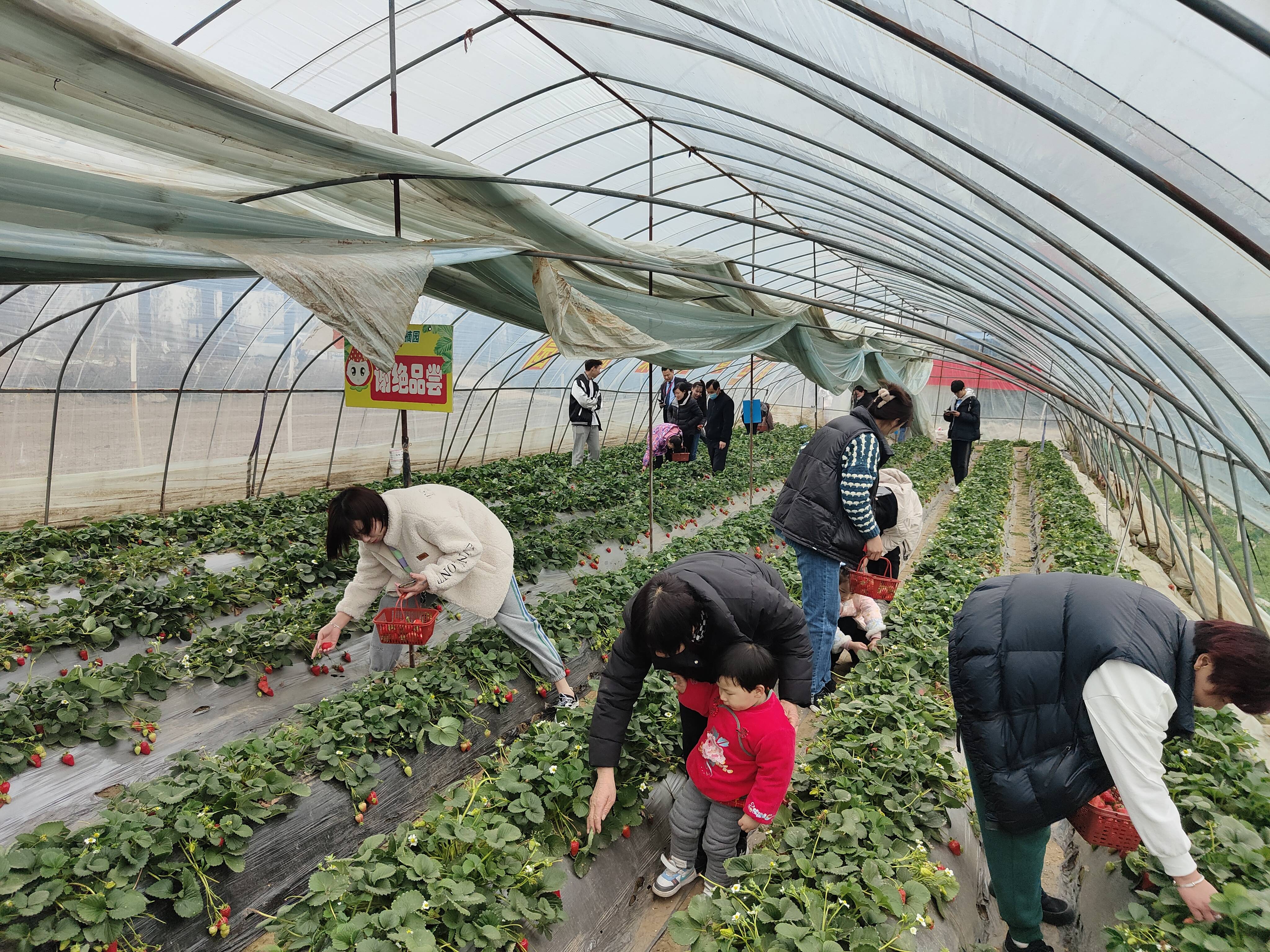 莓好春日踏青寻味川汇昌建广场举行业主草莓采摘活动