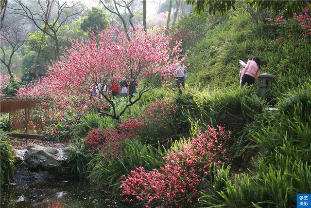 桃花|赏桃花何须远行，桃花故里最仙境，广州白云山桃花涧让人流连忘返