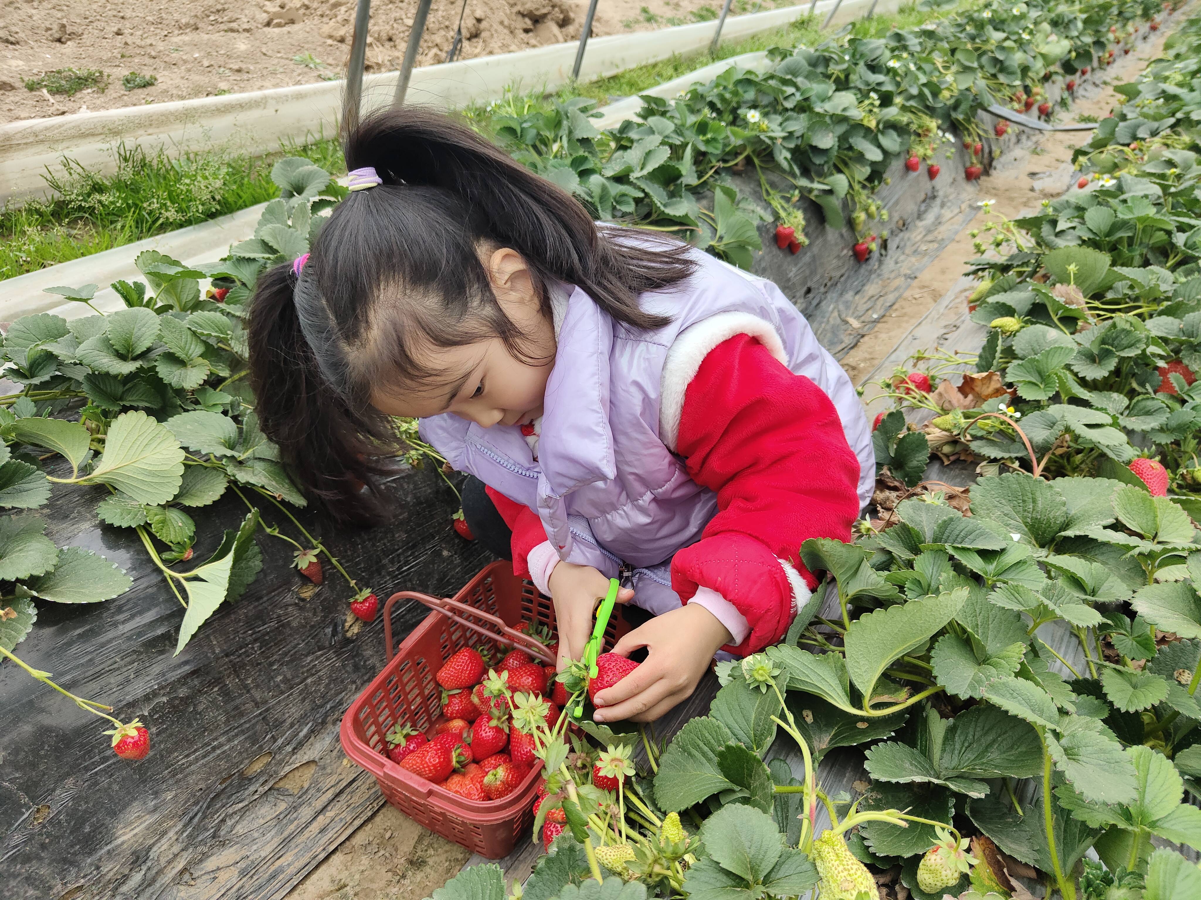 莓好春日踏青寻味川汇昌建广场举行业主草莓采摘活动