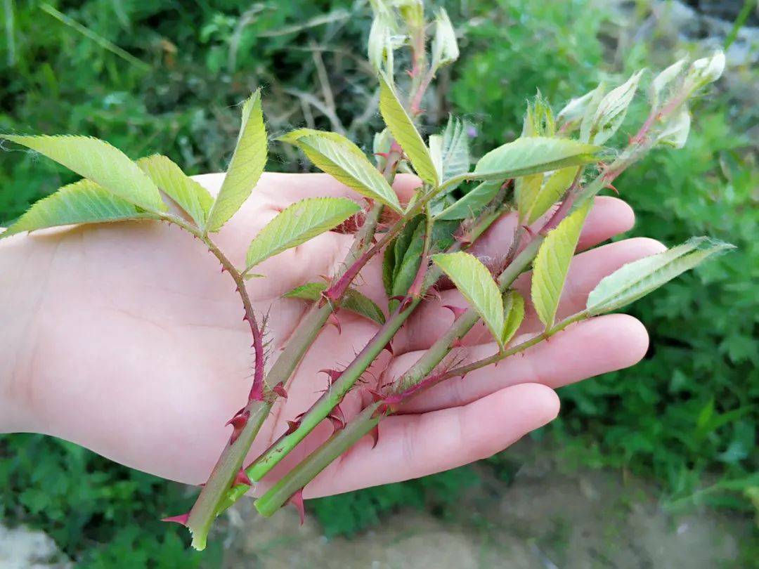 农村这野草全身是刺,但嫩茎清甜可口,曾是80后零食,3月正当季_踏青
