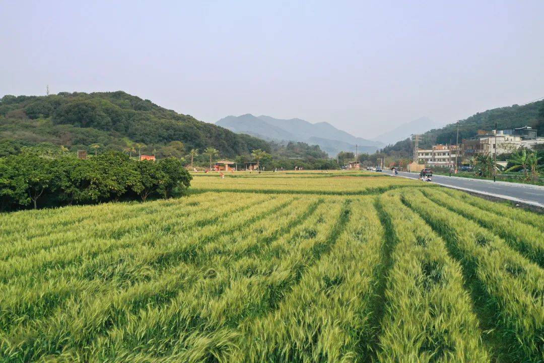 广州从化麦田生态园图片