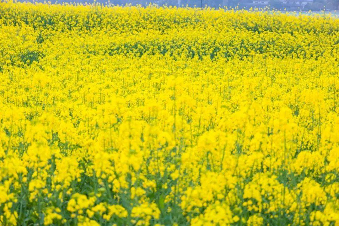 原创拍出来的油菜花太黄你可以试试这样调
