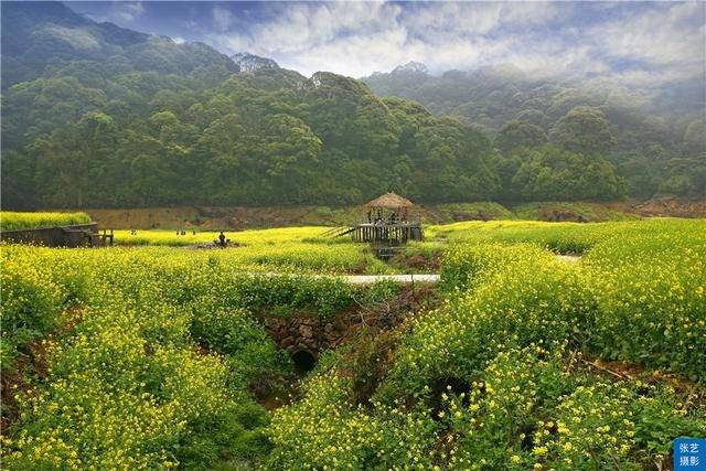 油菜花|阳春三月，广东石门油菜花田乡村美，春天赏花拍照踏青好去处