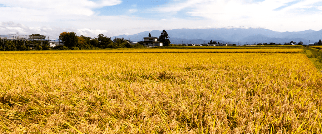 日本酒地圖山形縣享譽全球的吟釀王國