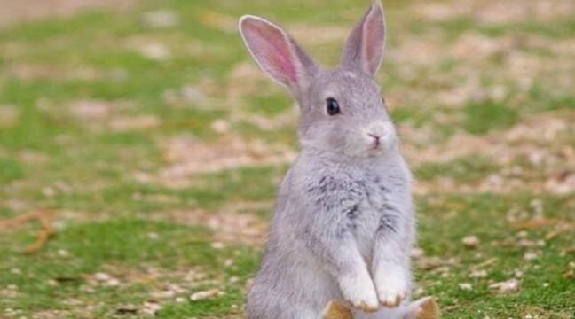 原创兔子的寿命取决于饮食想给它更健康的生活学会喂食方法