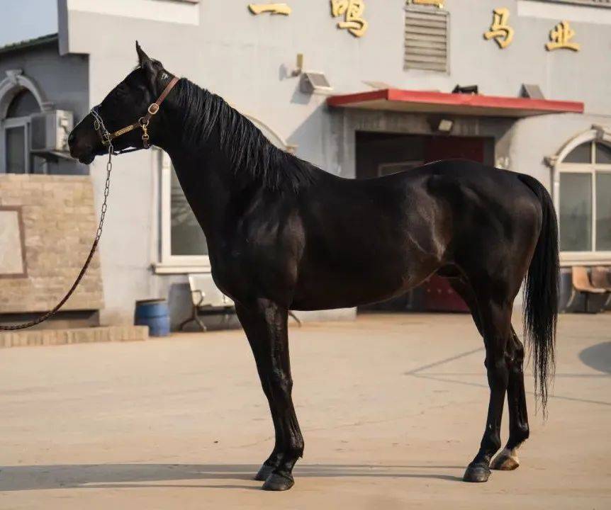 原创一鸣马业明星种公马太阳神日本中长途霸主中国马主联盟认