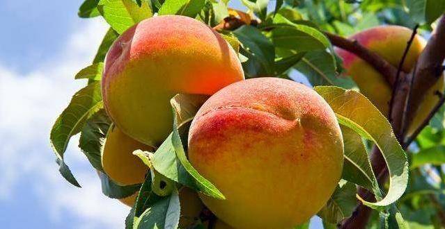 怎么样挑选桃子好吃又甜 5a2b622aa3214bbdab22078eebd5d8d7.jpeg