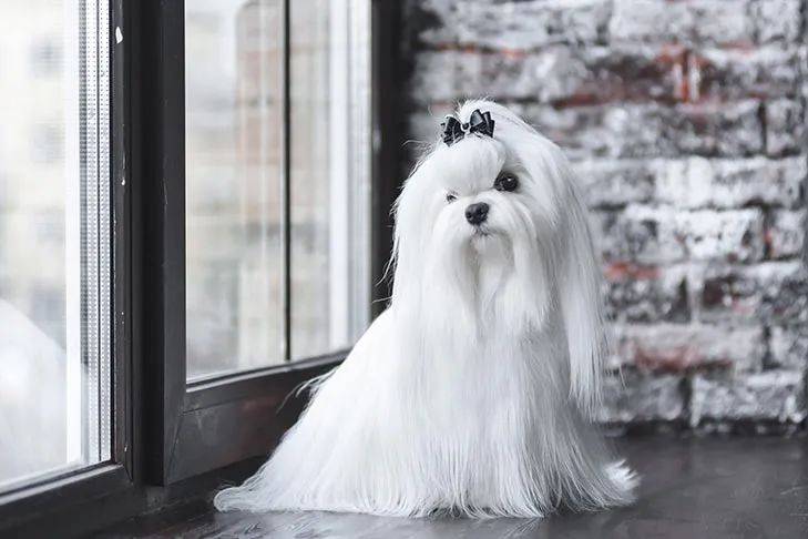 百科 玛尔济斯 天生高贵的白袍天使 生活 时期 狗狗