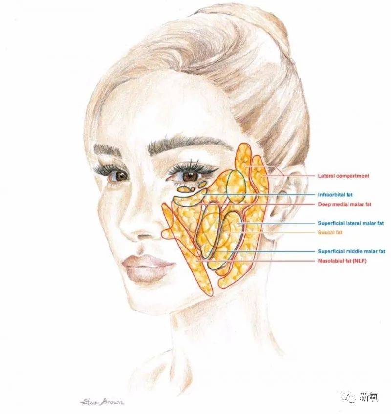 面部皮下脂肪主要分为深层脂肪和浅层脂肪,并且被纤维隔膜分成了一个