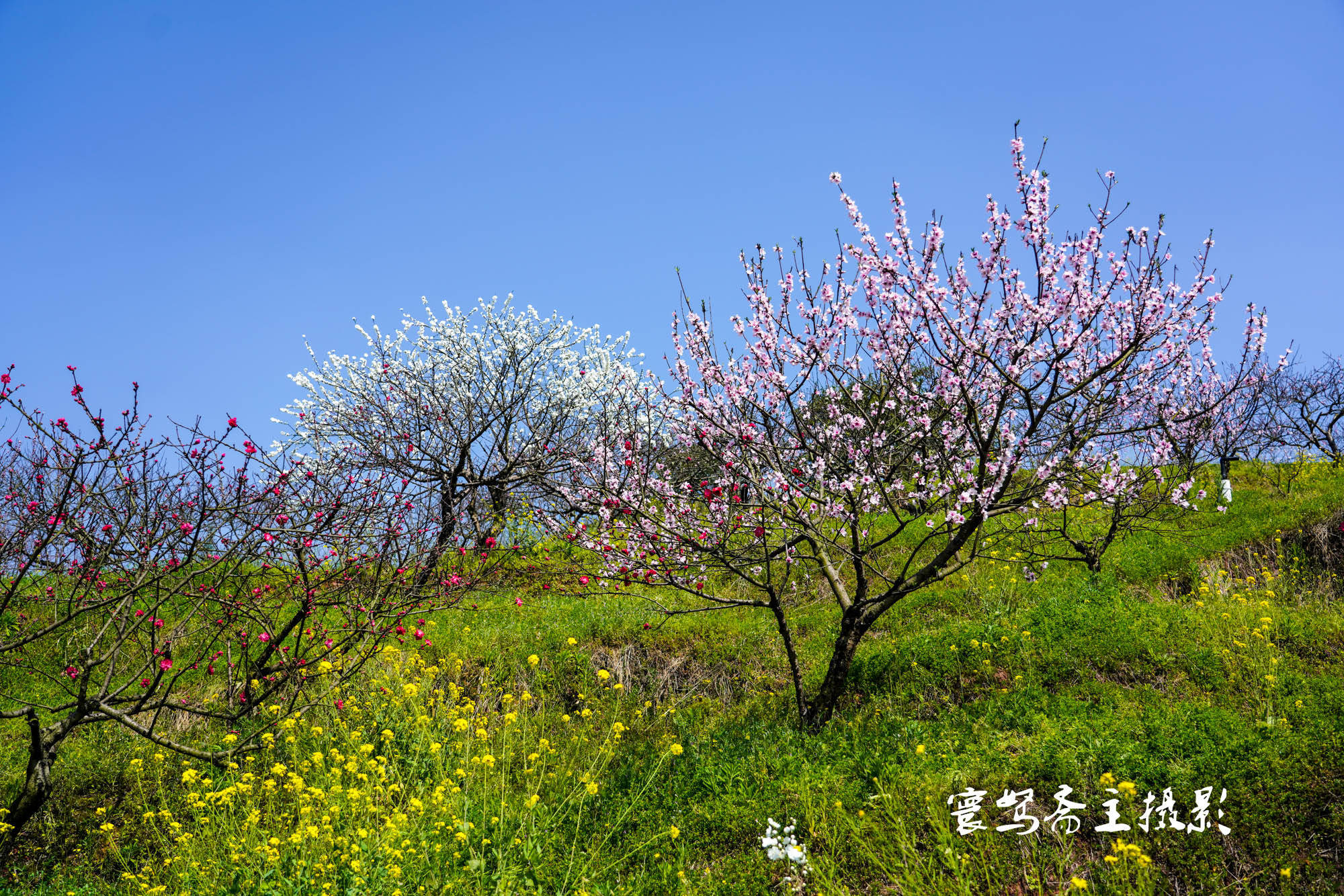 桃花|推荐个重庆近郊春游踏青的好去处，永川这三面环水的圣水湖桃花岛