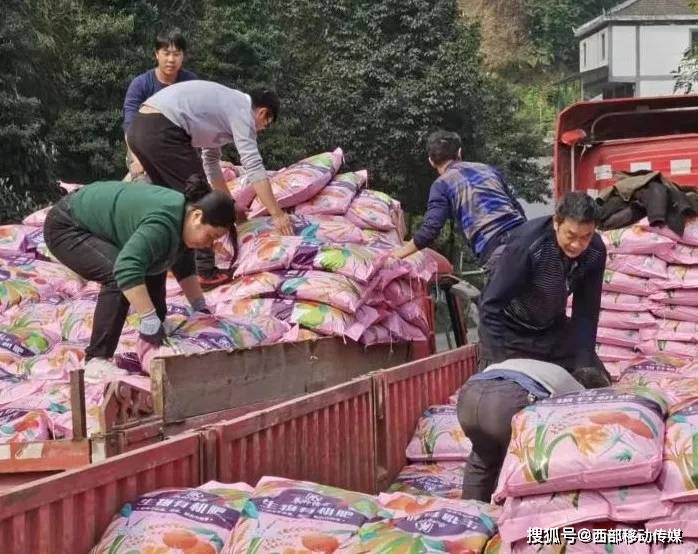盐津县|盐津县高桥村:正是春耕时节，抢种鲜食玉米