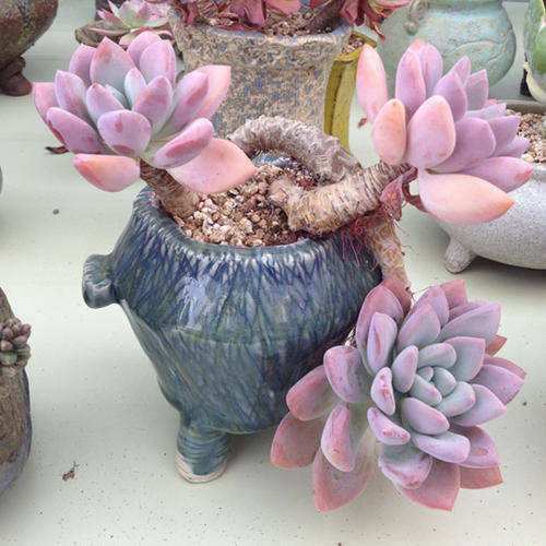 胖美人奥普琳娜,叶子肥厚饱满,容易爆头呈老桩_叶片_养护_时候