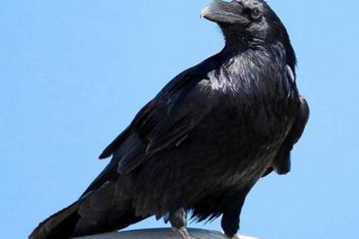 武汉聚师网解密乌鸦为什么在古代会受到崇拜