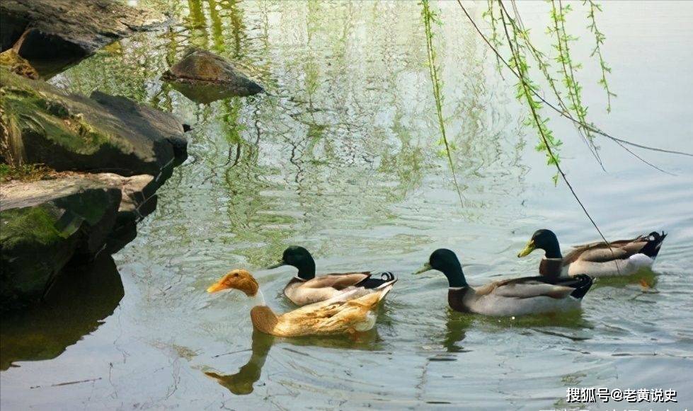 眉山|斜杠青年苏东坡的春天：情未老，诗酒趁年华！