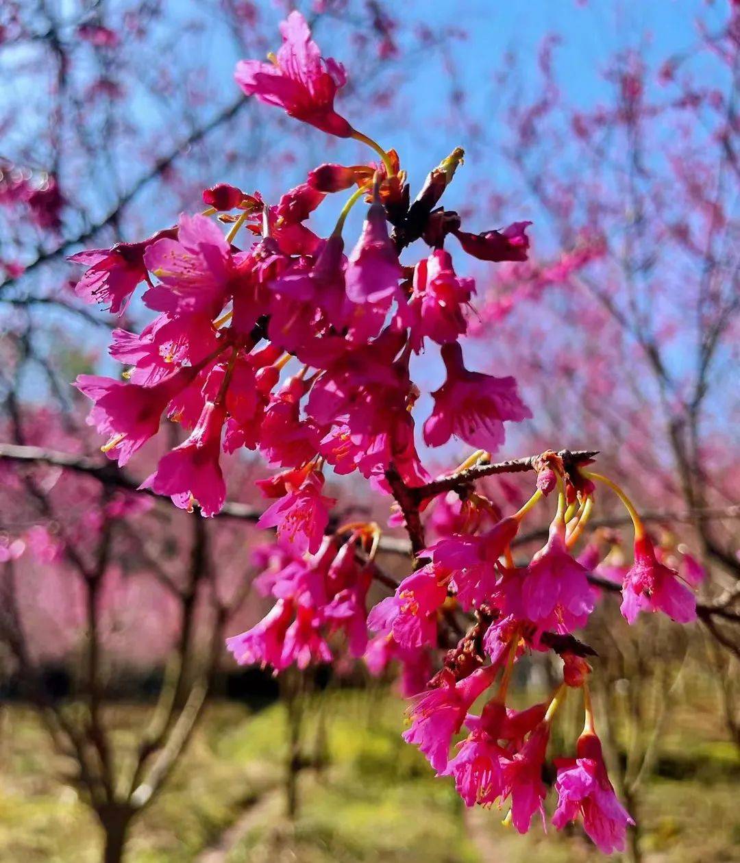 米积村樱花图片