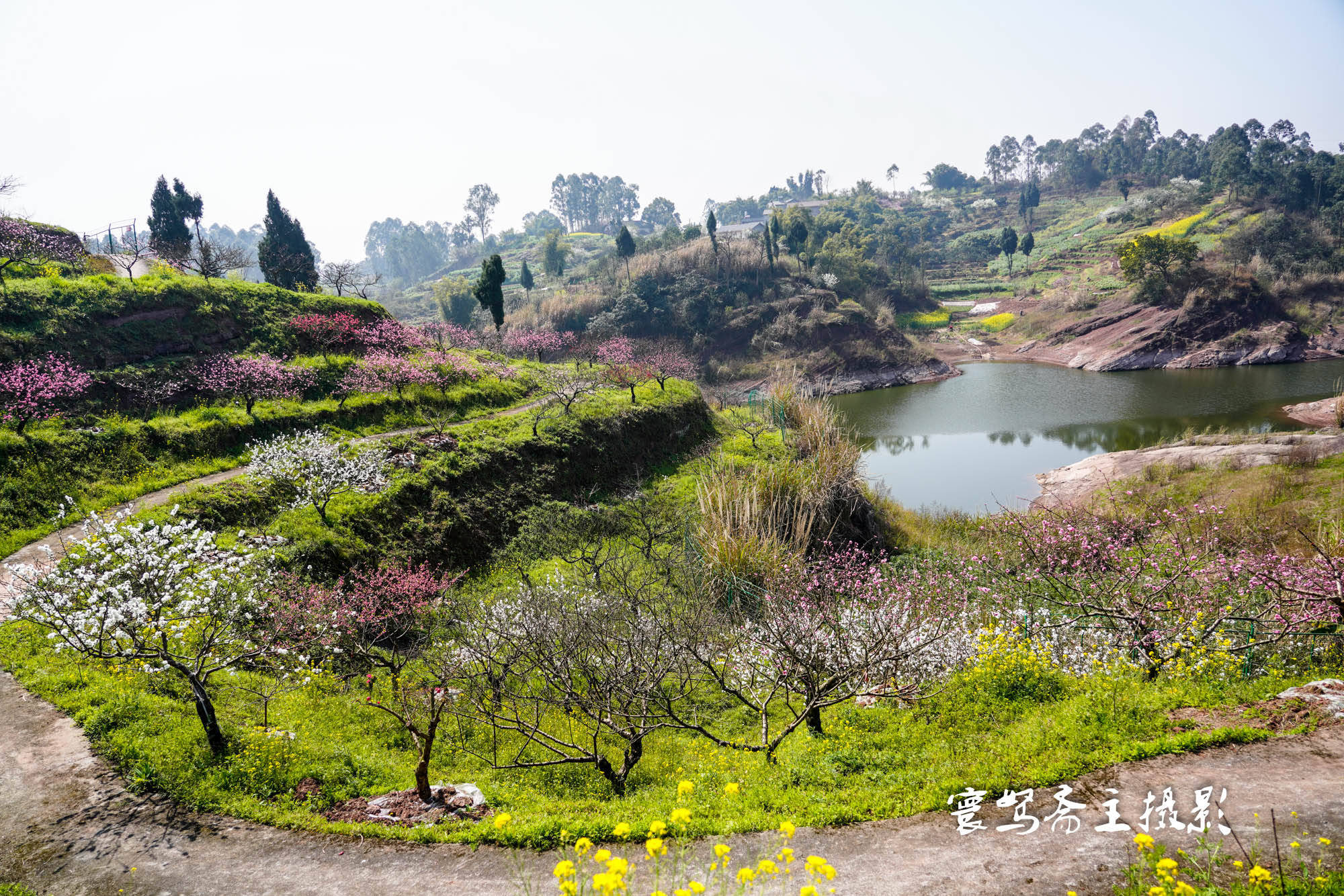 桃花|推荐个重庆近郊春游踏青的好去处，永川这三面环水的圣水湖桃花岛