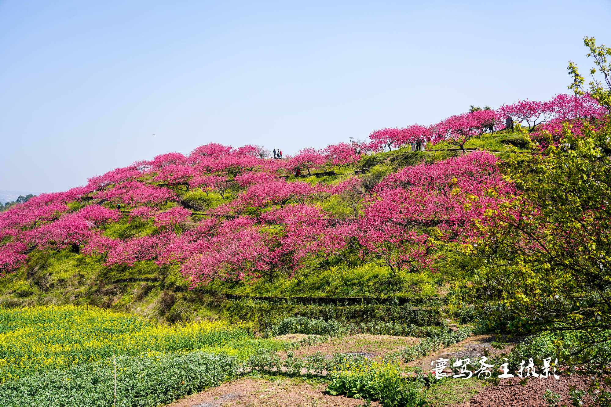 桃花|推荐个重庆近郊春游踏青的好去处，永川这三面环水的圣水湖桃花岛