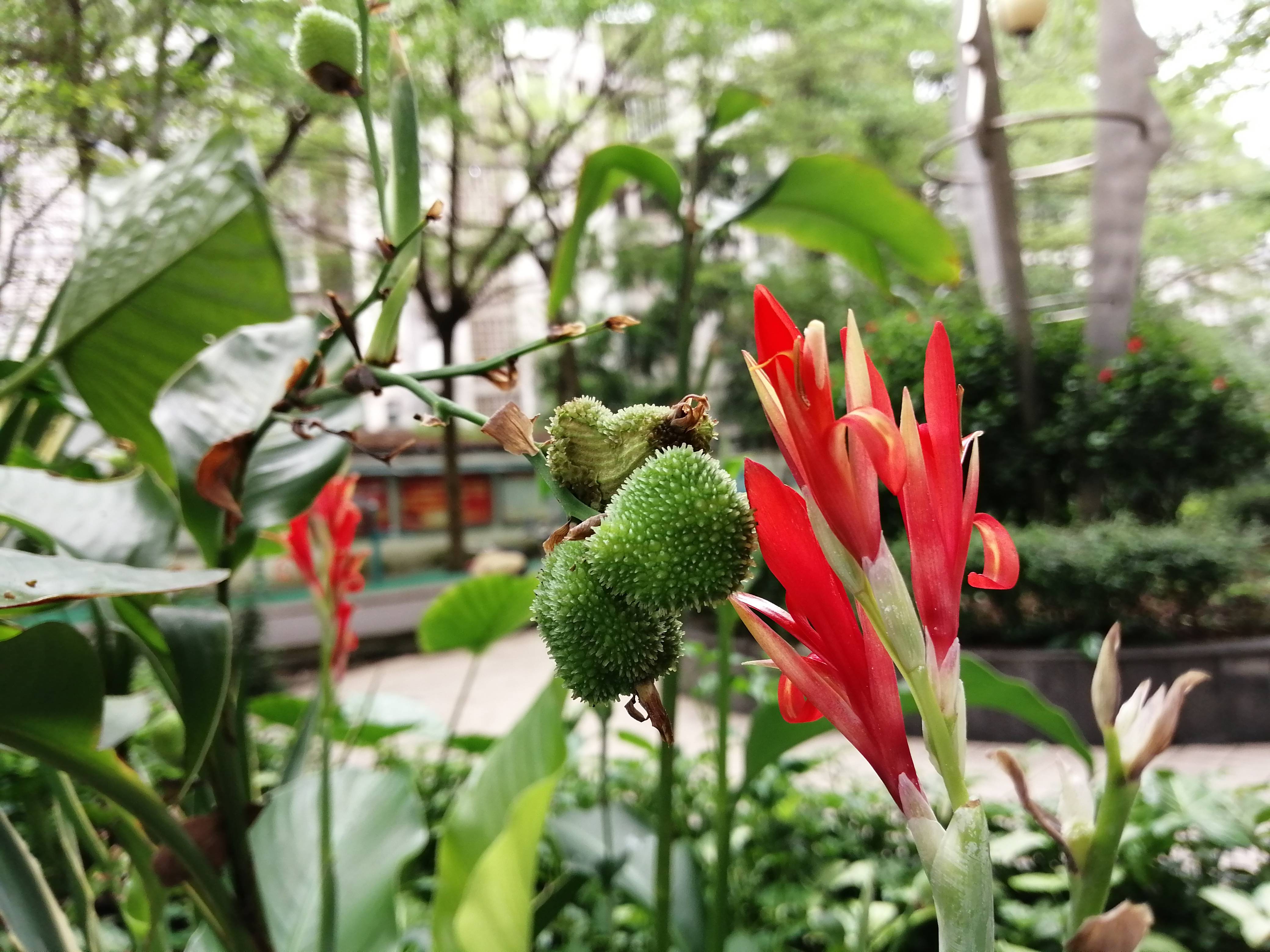 花和果|南宁的街角有很多阴生植物，这些花和果都很漂亮，你认识吗？