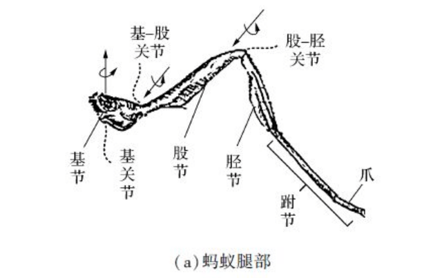 蚂蚁的内脏解剖图图片