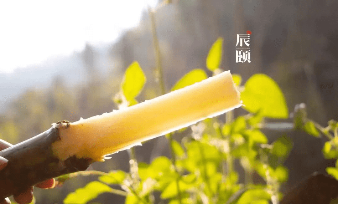 辰颐物语满满都是水分的云南脆皮甘蔗67