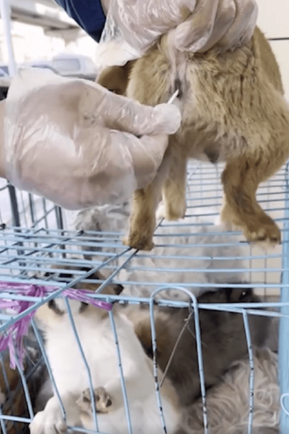 狗贩带一车小奶狗到宠物医院卖,不买就要杀,狗贩:只要是肉就行_狗狗