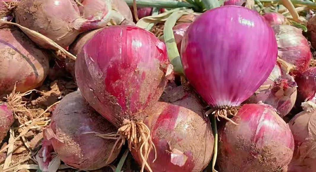 洋葱怎么做好吃又有营养呢 4df57e16c6804a0fbc456bdcfac9ff50.jpeg