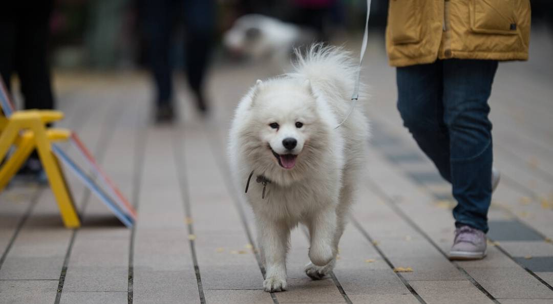 体型|养狗有6忌，这些知识需要知道！