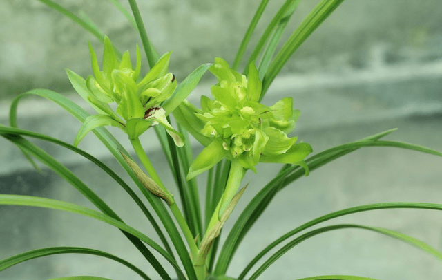 它是 春兰香花 之王 兰香浓烈 花型奇特 物美价廉易养活 蝴蝶 花瓣 兰花 它是 春兰香花 之王 兰香浓烈 花型奇特 物美价廉易养活 蝴蝶 花瓣 兰花