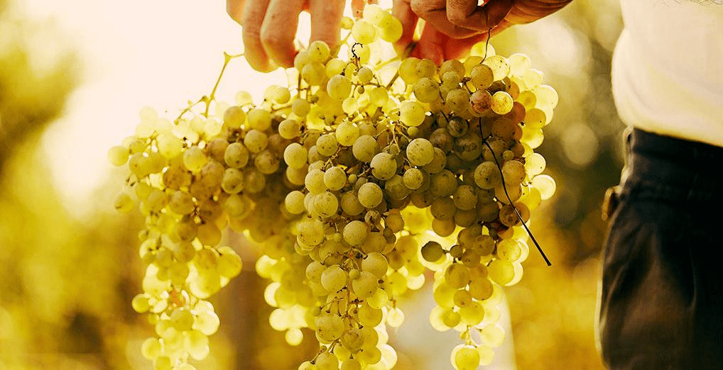 出口|挣扎中的乌克兰葡萄酒,竟有如许珍宝