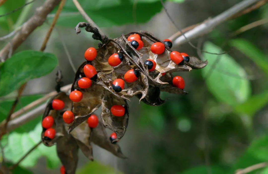 全株有剧毒,一粒种子可致人死亡,但价值却很高,目前30元一斤_相思子